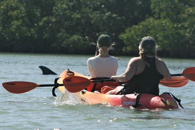Nauti Exposures - Guided kayak tour through the Mangroves - Wildlife and Nature Sightings on the Tour