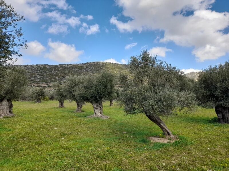 Naxos: Countryside hike among villages & Byzantine churches - Optional Traditional Meal at a Village Taverna