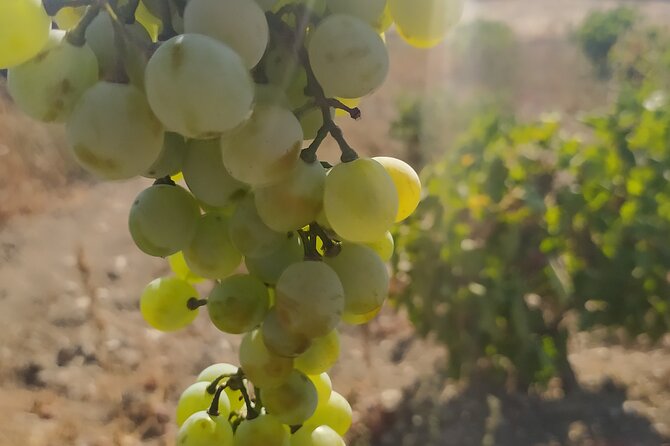 Naxos Farm Experience and cheese making - Discover Authentic Naxos Farm Life with Cheese Making and Tasting