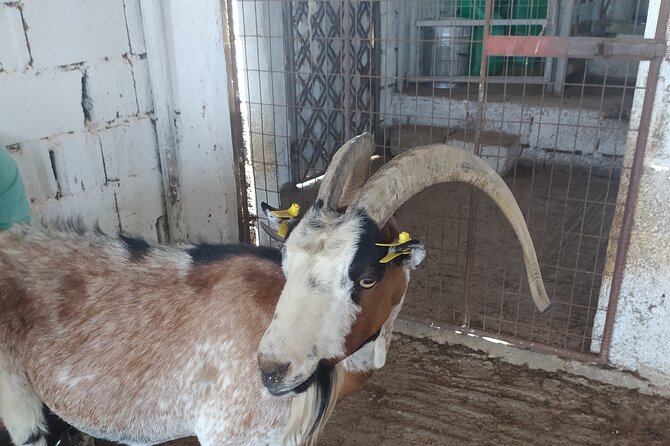 Naxos Farm Experience and cheese making - Key Points