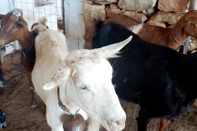 Naxos Farm Experience and cheese making - Tasting Local Cheeses and Farm-Fresh Snacks