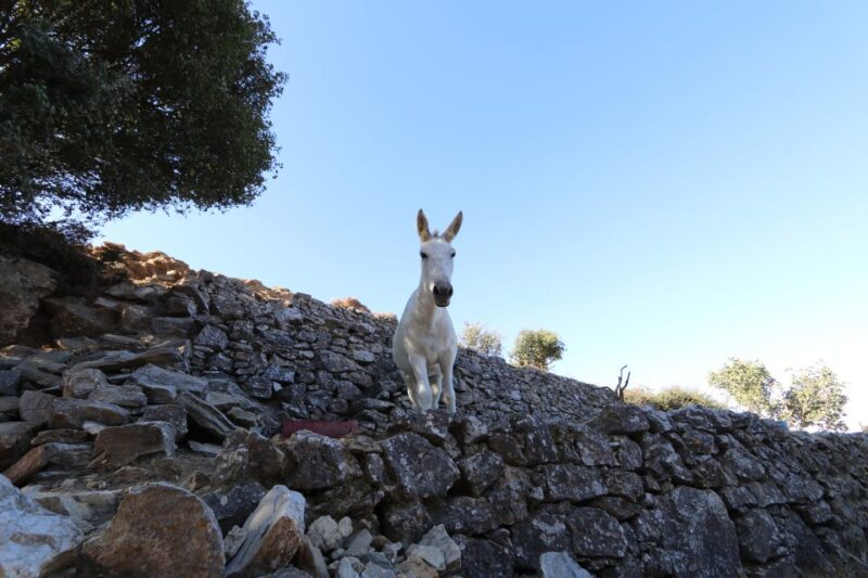 Naxos: Hike to the Top of Mount Zas with a Guide - The Traditional Picnic at the Summit