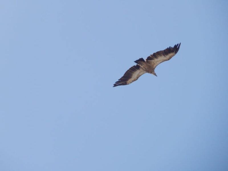 Naxos: Hike to the Top of Mount Zas with a Guide - The Experience Provider and Language Options