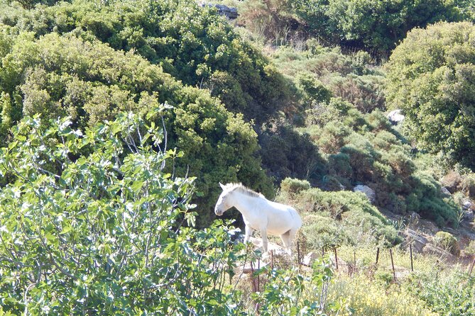 Naxos: Hike to the Top of the Cyclades - Mount Zas - Reaching the Summit: Panoramic Views and Mythical Significance