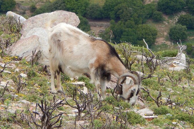 Naxos: Hike to the Top of the Cyclades - Mount Zas - Weather and Cancellation Flexibility
