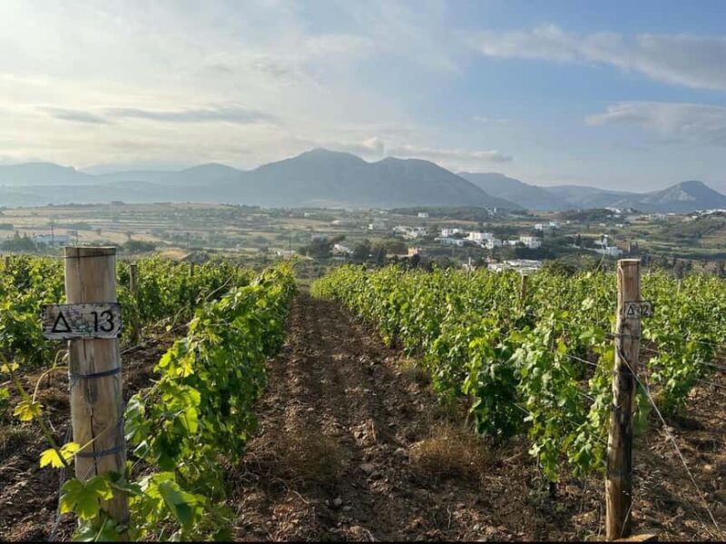 Naxos: Historic Olive Press & Shepherd Cheese Tour - Comparing This Tour to Other Naxos Experiences