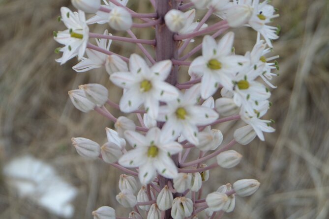 Naxos: Inland hike to explore local villages & antiquities - Encountering the Famous Kouroi of Flerio