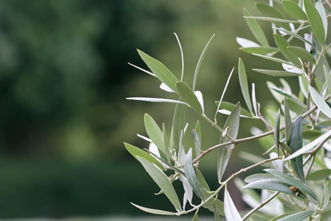 Naxos Mythology & Ancient Sites Tour with Tastings & Wine - Tasting Local Products: Olive Oil and Greek Delicacies