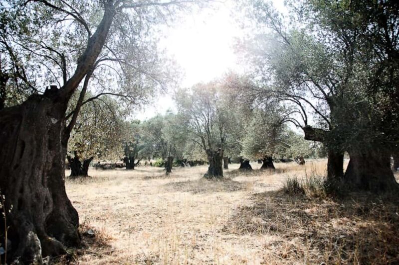 Naxos: Naxian Delights Private Culinary Tour with Tastings - Key Points