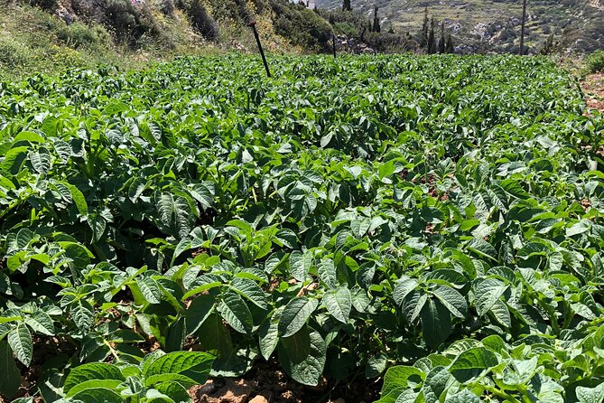 Naxos Perivoli Farm Experience & Wood-fire Cooking Class - Practical Details: Meeting Point, Group Size, and Cancellation Policy