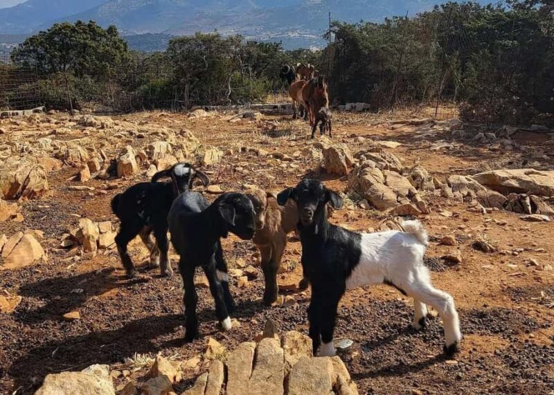 Naxos Private Cheese and Wine 6 Hour Experience - Exploring Olive Groves, Vineyards, and Herb Gardens