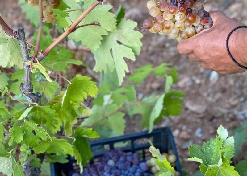 Naxos Private Cheese and Wine 6 Hour Experience - Tasting Five Premium Wines Paired with Local Delicacies