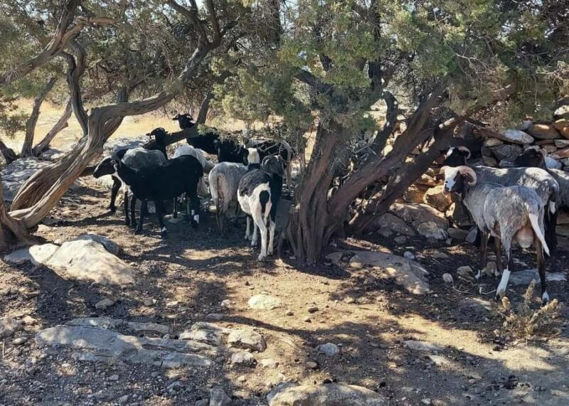 Naxos Private Cheese and Wine 6 Hour Experience - What Makes This Tour Stand Out