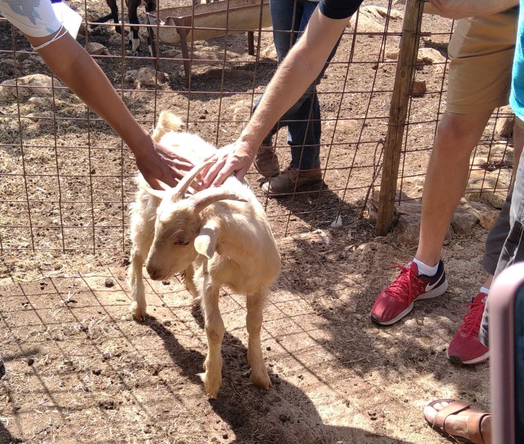 Naxos: Private Minibus Rental with an Experienced Driver - Scenic Lookouts, Beaches, and Relaxation Options