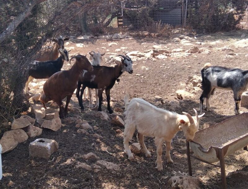 Naxos: Private Minibus Rental with an Experienced Driver - Cost and Value: What You Get for $169 per Person