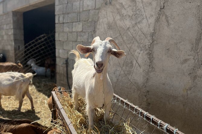 Naxos Private / Semi Private E-Bike Guided Tour Aegean Lush - Discovering Melanes Valley and the Kouros Statues