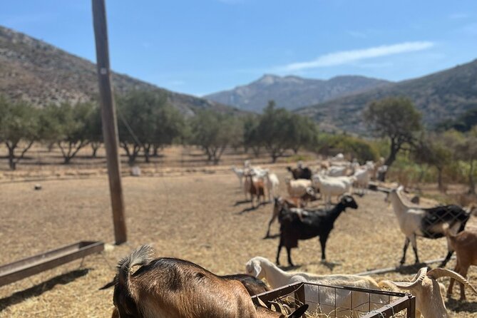 Naxos Private / Semi Private E-Bike Guided Tour Aegean Lush - Breathtaking Views of the Aegean and the Islands Natural Beauty