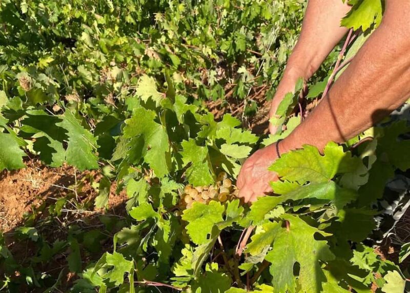 Naxos: Private Wine Three and Half-Hour Experience - Uncover the Flavors of Naxos with a Private Wine Tour