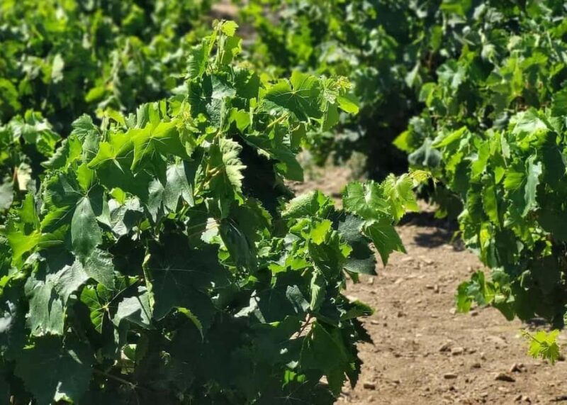 Naxos: Private Wine Three and Half-Hour Experience - Visiting a Cycladic Winery: Tradition Meets Innovation