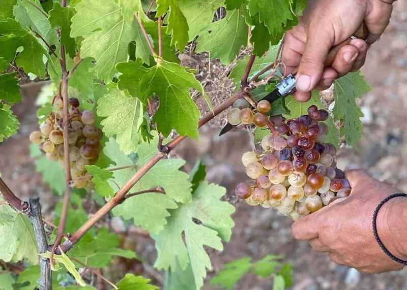 Naxos: Private Wine Three and Half-Hour Experience - Learning the Winemaking Process with Visuals and Stories