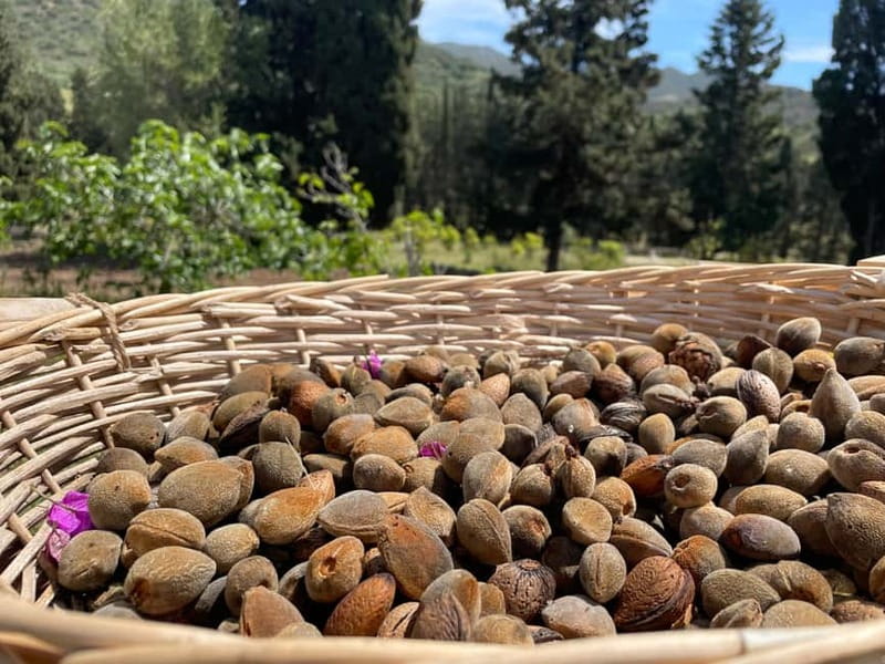 Near Cagliari: Almond Blossom Magic at "In Our Garden" (new) - Experience the Charm of Sardinia’s Almond Groves at "In Our Garden"