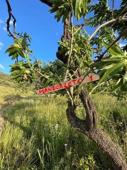 Near Cagliari: Almond Blossom Magic at "In Our Garden" (new) - Key Points