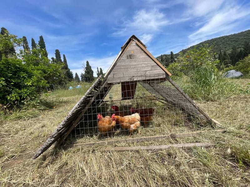 Near Cagliari: Almond Blossom Magic at "In Our Garden" (new) - Who Should Consider This Tour