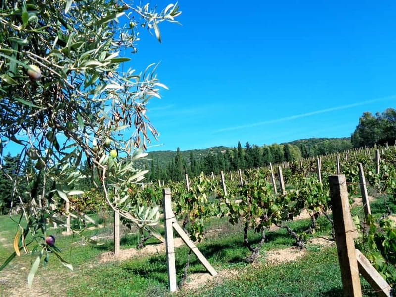Near Cagliari: The World of Natural Wine at "In Our Garden" - Key Points
