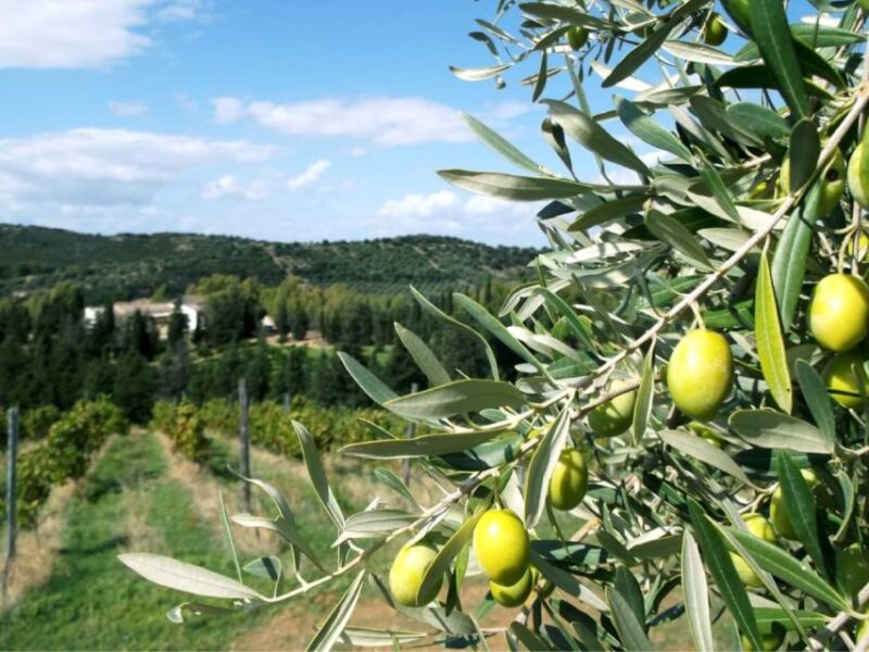 Near Cagliari: The World of Natural Wine at "In Our Garden" - Relaxing in the Natural Setting: Hammocks and Herbal Tea
