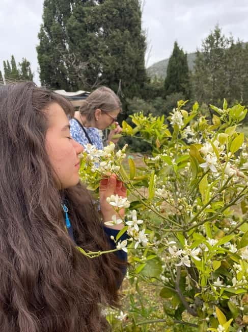 Near Cagliari: Wild Herbs and Healing at "In Our Garden" - What Happens During the Walk through Sardinian Countryside