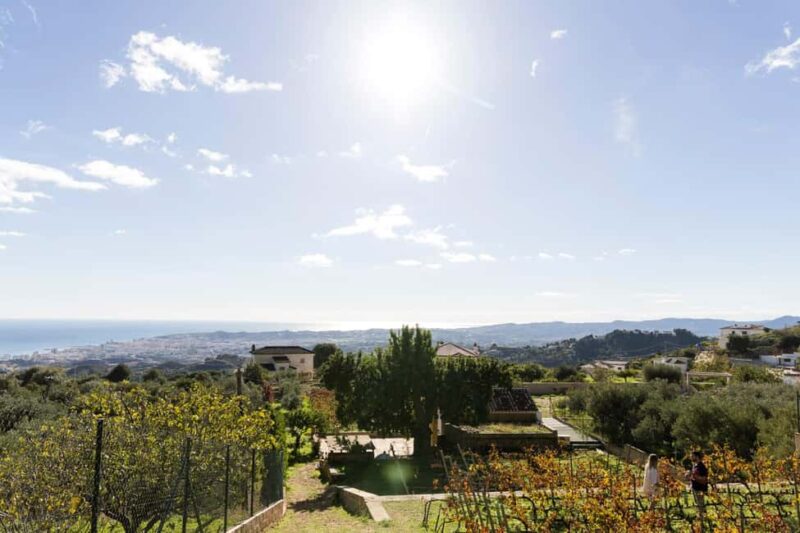 Near Málaga: Mijas Organic Vineyard - 5 Wines & 2 Olive Oils - Key Points