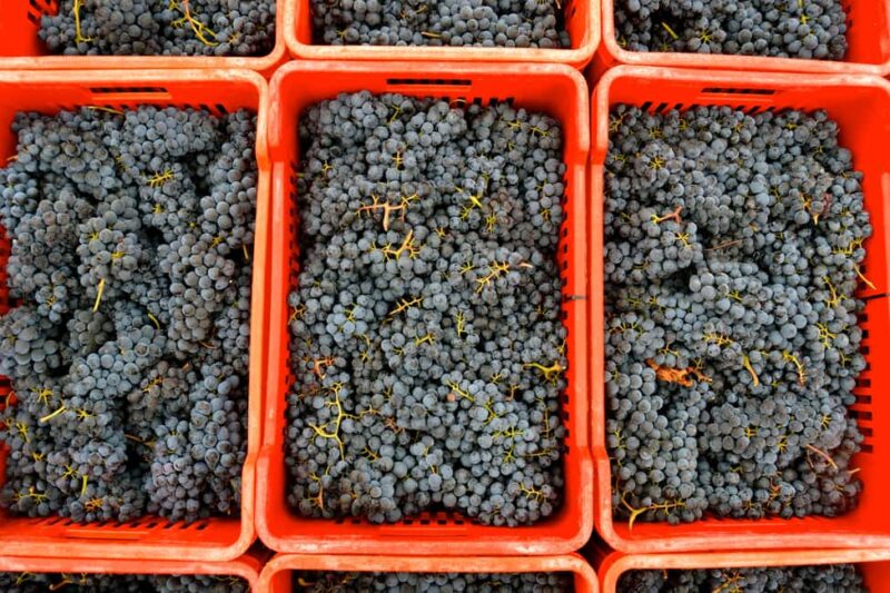 NEIVE: WINERY TOUR AND TASTING OF 5 WINES - Key Points