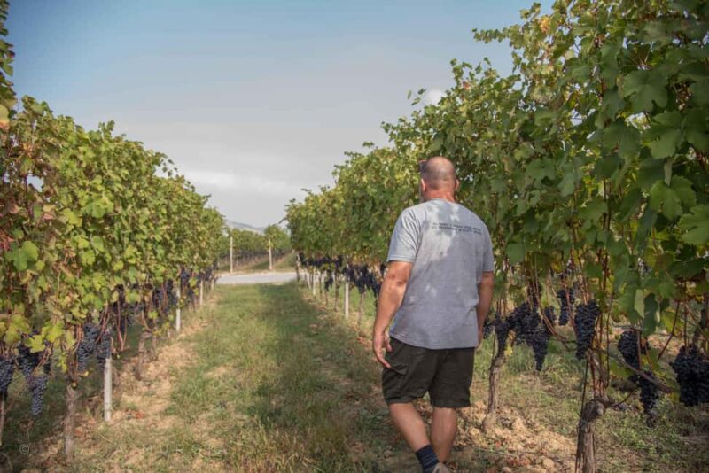 NEIVE: WINERY TOUR AND TASTING OF 5 WINES - The Value and Cost of the Experience