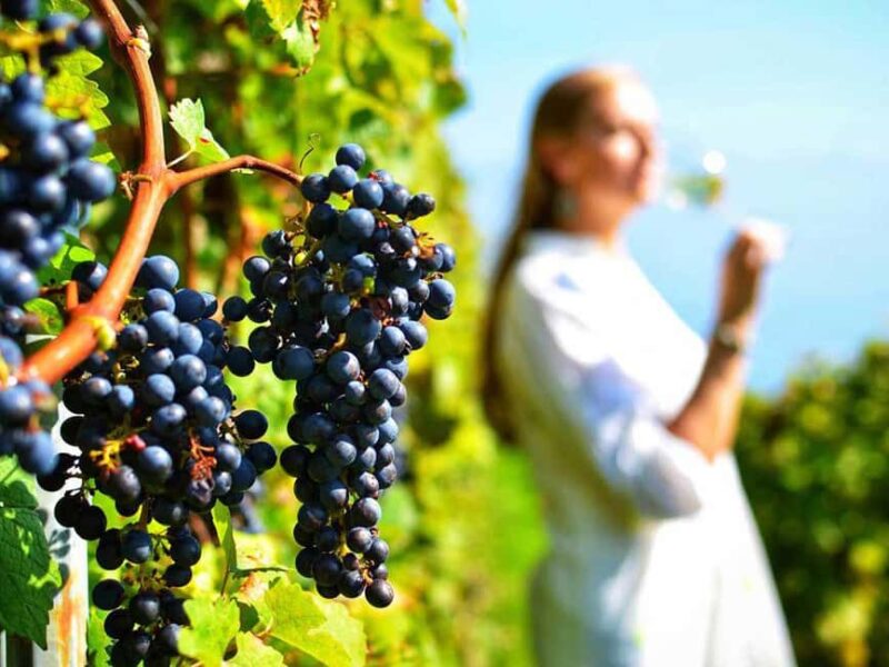 Nemea: Wine Tasting Tour with Local Dishes - Practical Details and Logistics