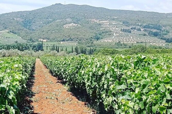 Nemea Wine Tour from Athens, Nafplio or Nemea with Oenologists - The Food and Wine Tasting Experience