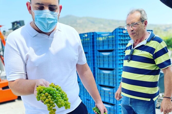 Nemea Wine Tour from Athens, Nafplio or Nemea with Oenologists - Logistics and Group Size