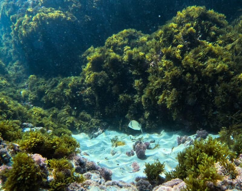 Nerja-Maro: Snorkeling & Sea Scooter - Photos and Videos: Capturing the Moment