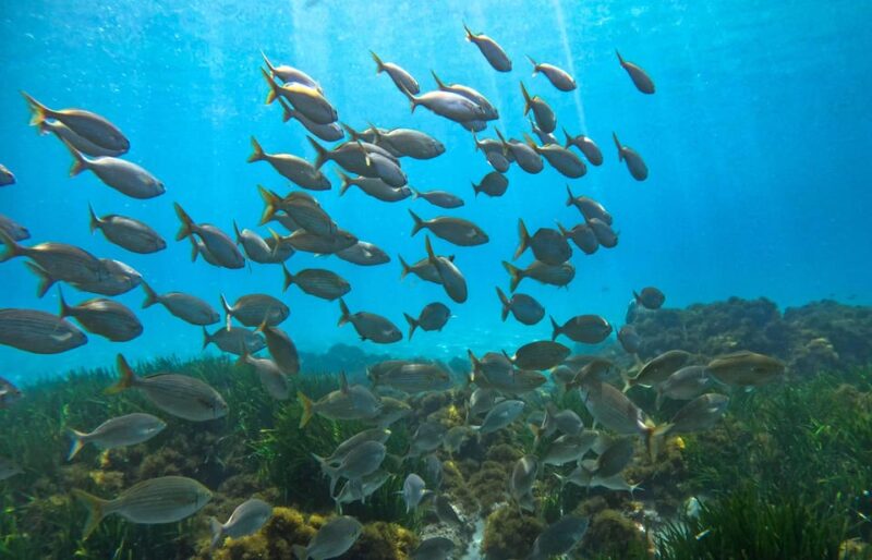 Nerja-Maro: Snorkeling & Sea Scooter - Final Thoughts on the Nerja-Maro Snorkeling & Sea Scooter Tour