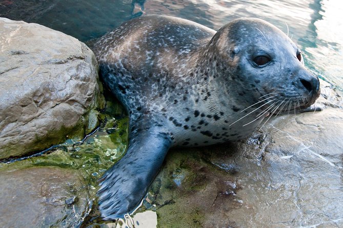 New England Aquarium Admission Ticket in Boston - Logistics: How to Make the Most of Your Visit
