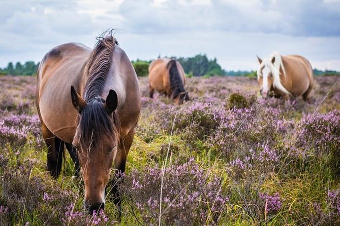 New Forest Day Out Private Tour from Southampton - Key Points