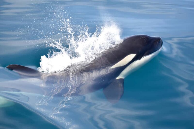 New: Into the Wild - 3H w/Marine Biologists - dolphins &more - Exciting 3-Hour Wildlife Adventure with Marine Biologists in Lagos