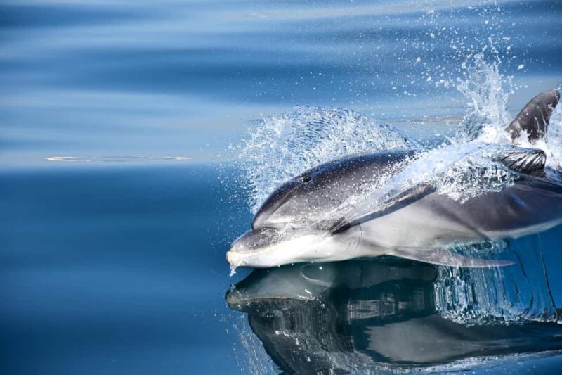 New: Into the Wild - 3H w/Marine Biologists - dolphins &more - Key Points