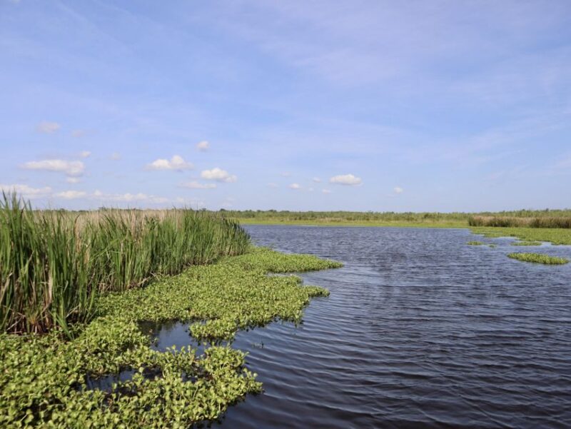 New Orleans: 10 Passenger Airboat Swamp Tour - Final Thoughts on the New Orleans Airboat Swamp Tour