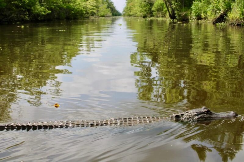 New Orleans: 6 Passenger Premium Airboat Swamp Tour - The Experience Provider: Ragin Cajun Swamp Tours
