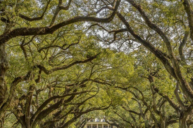 New Orleans: Bayou Swamp Tour and Oak Alley Plantation Tour - Experience at Oak Alley Plantation: History and Architecture