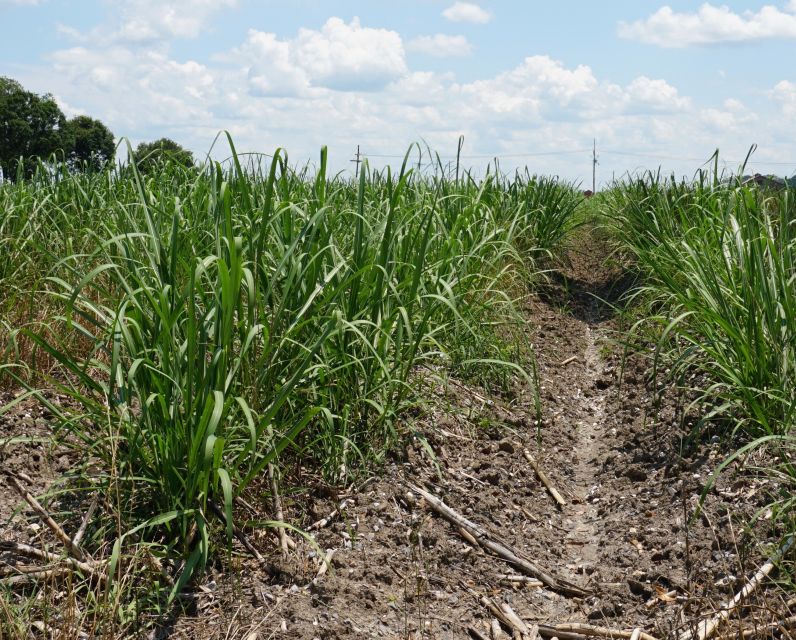 New Orleans: Felicity Plantation Guided Tour - What Guests Experience Inside the Home