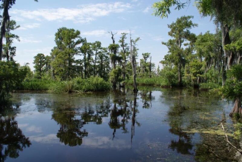 New Orleans: High Speed 16 Passenger Airboat Ride - Exploring Cajun Life and Wetland Ecosystems