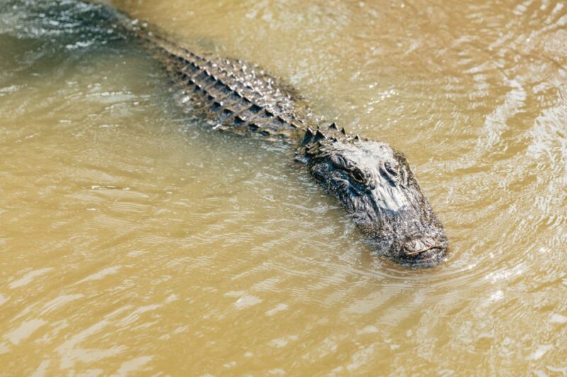 New Orleans: High Speed 9 Passenger Airboat Tour - Wildlife Encounters and Local Ecology