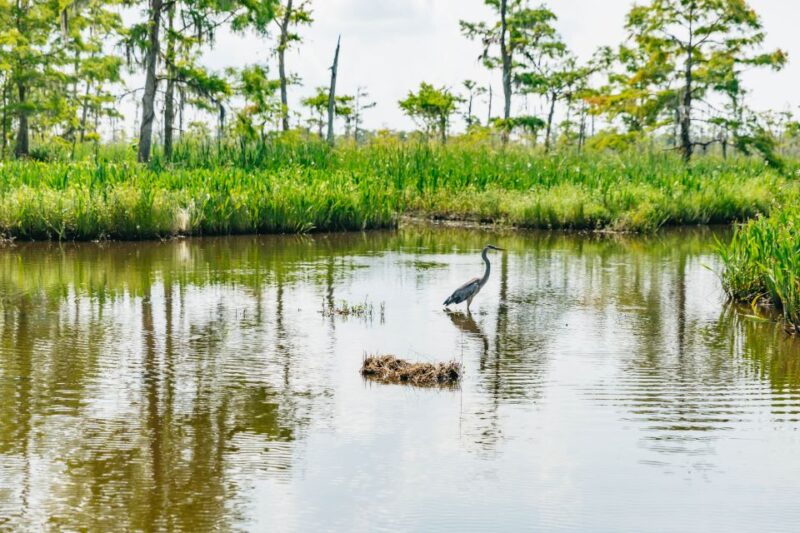 New Orleans: High Speed 9 Passenger Airboat Tour - Experience the Cajun Connection
