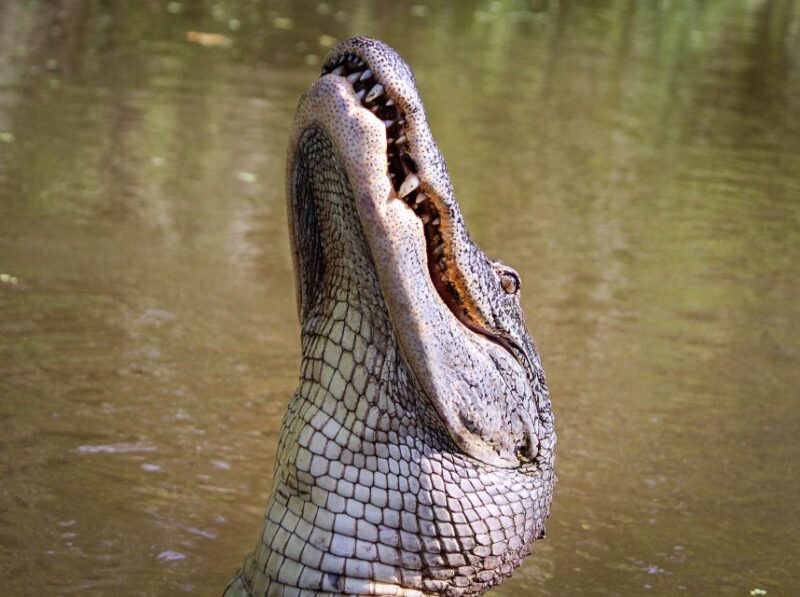 New Orleans: High Speed 9 Passenger Airboat Tour - Booking Flexibility and Cancellation Policies